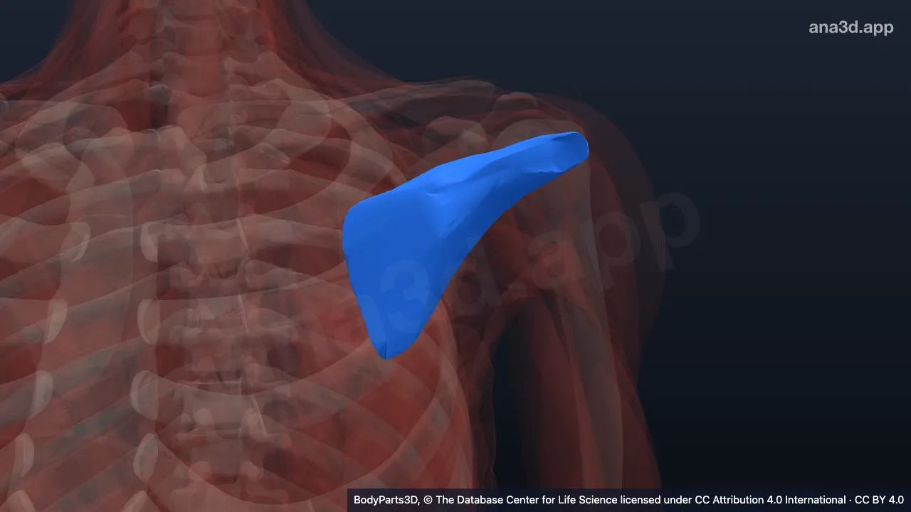 Model 3D: Otot infraspinatus kiri