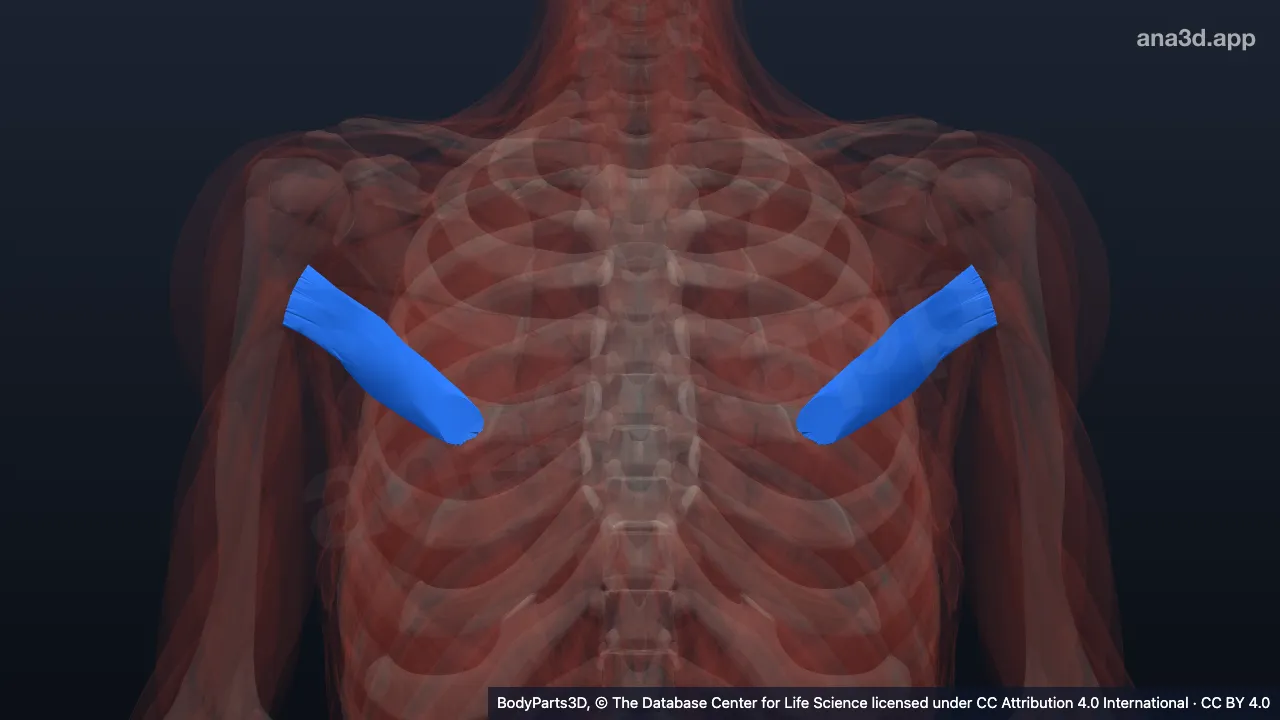 3D model: teres major