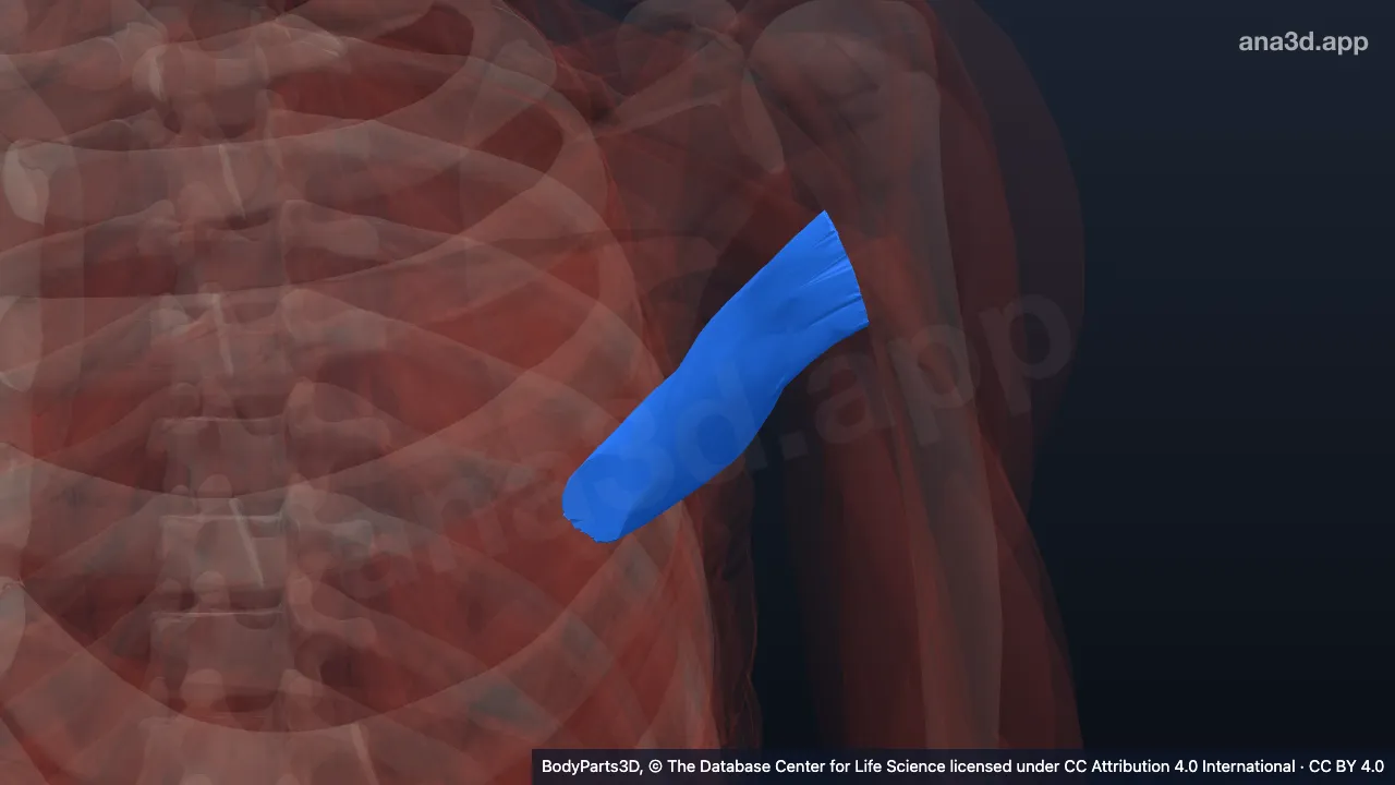 3D model: left teres major