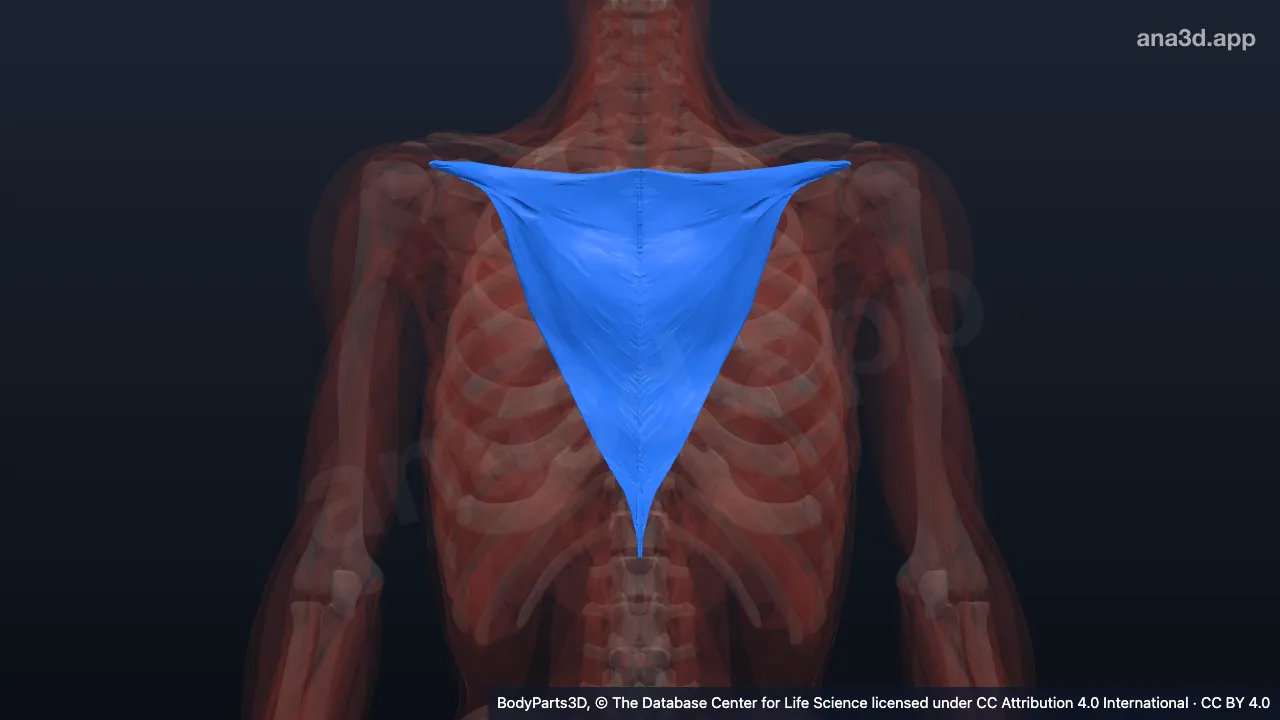 3D model: ascending part of trapezius
