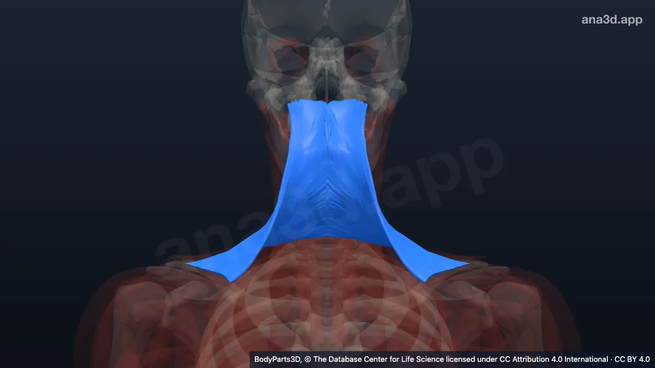 3D model: descending part of trapezius