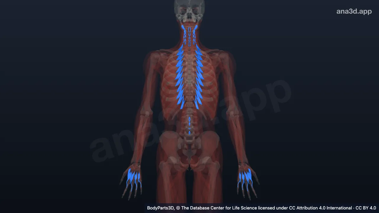 3D-Modell: Muskulatur