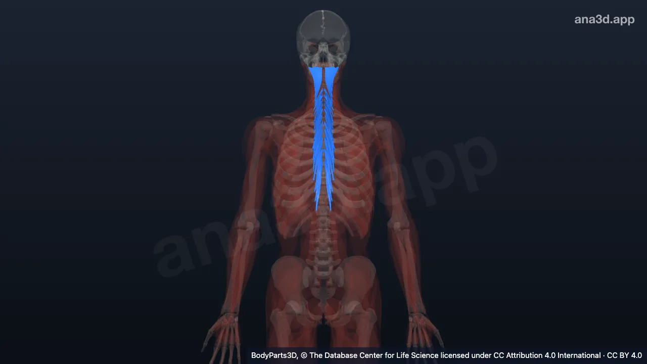3D model: intermediate postvertebral muscle