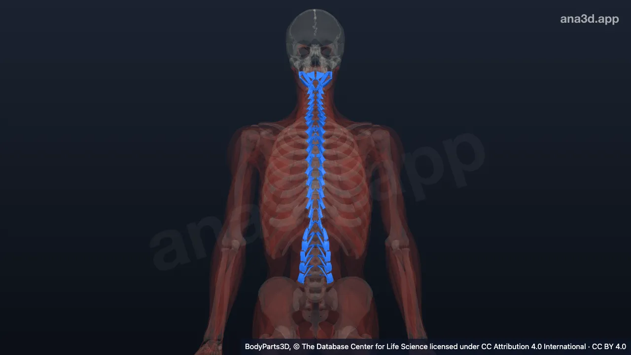 3D model: deep postvertebral muscle