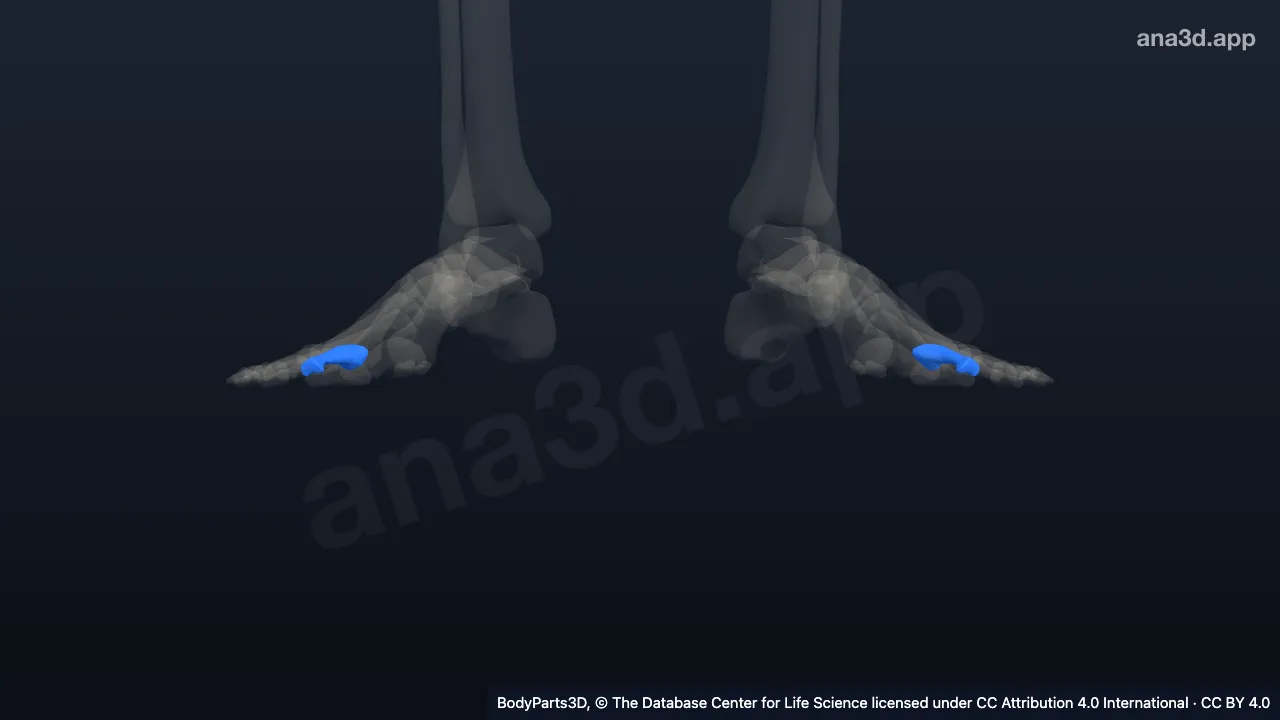 Modelo 3D: Falange proximal do segundo dedo do pé