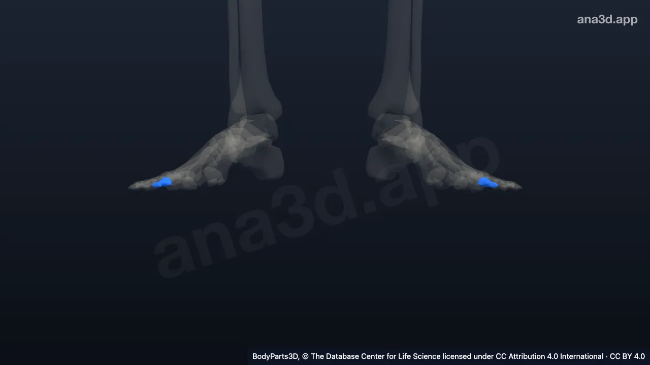 Modelo 3D: Falange média do segundo dedo do pé