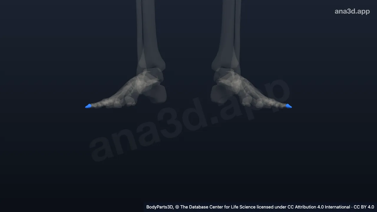 Modelo 3D: Falange distal do quarto dedo do pé