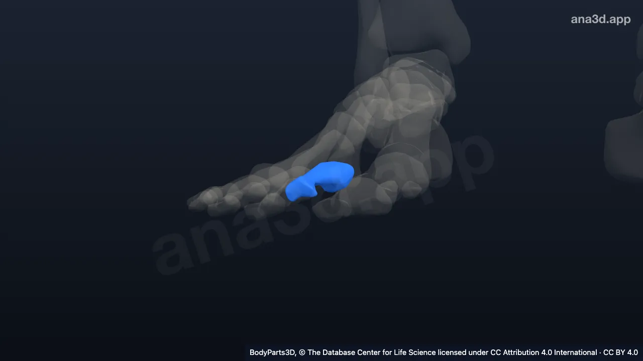 3D model: proximal phalanx of right second toe