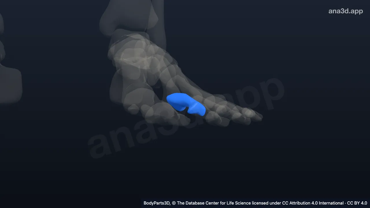 Modelo 3D: Falange proximal del segundo dedo del pie izquierdo