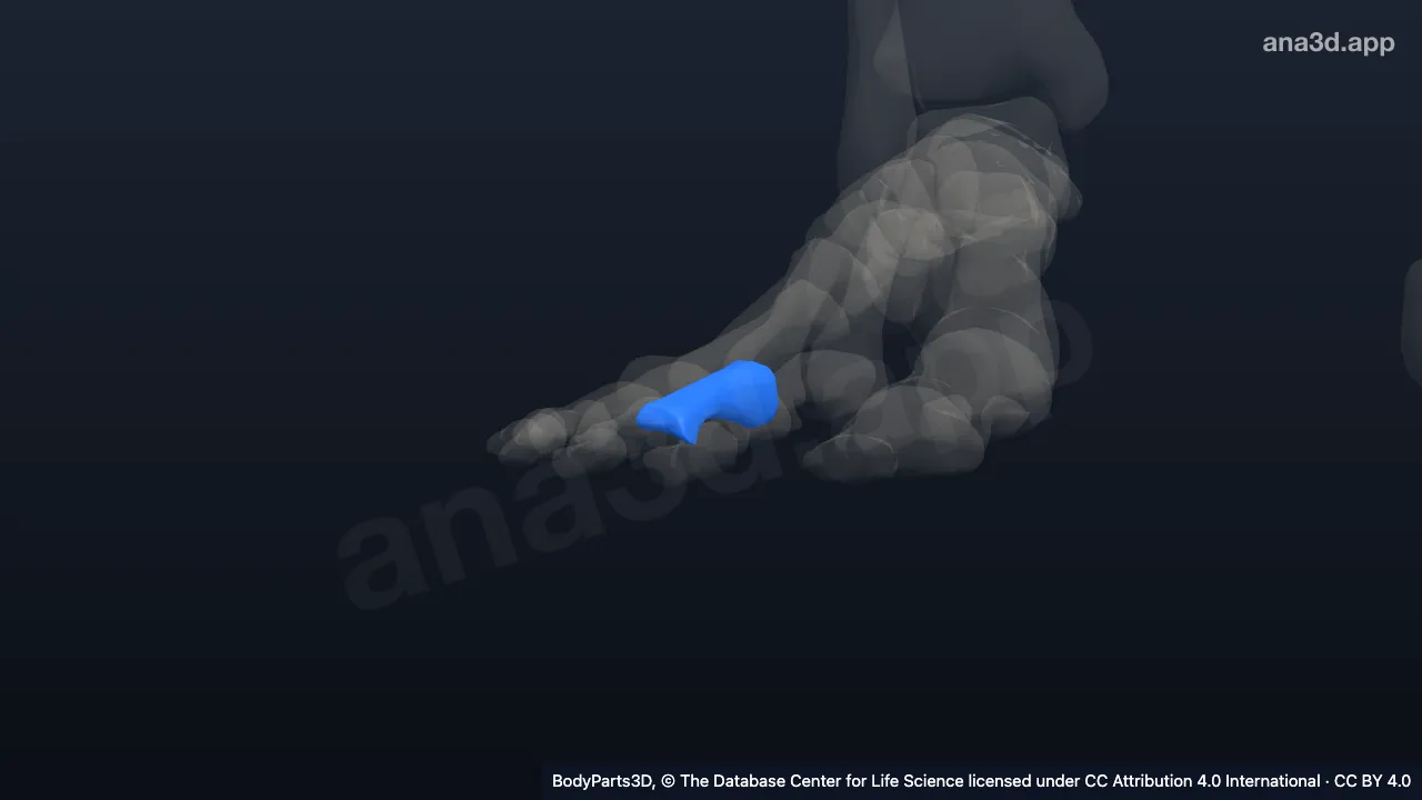 Modelo 3D: Falange proximal del tercer dedo del pie derecho