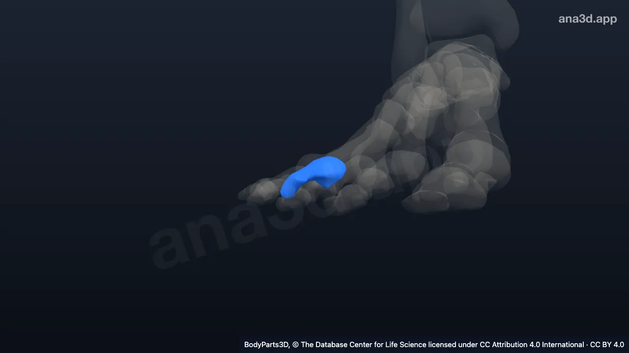 3D model: proximal phalanx of right fourth toe