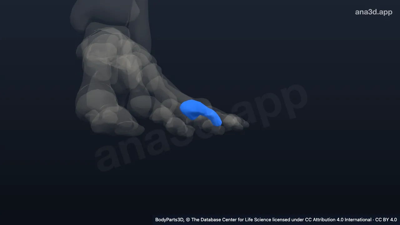 3D model: proximal phalanx of left fourth toe