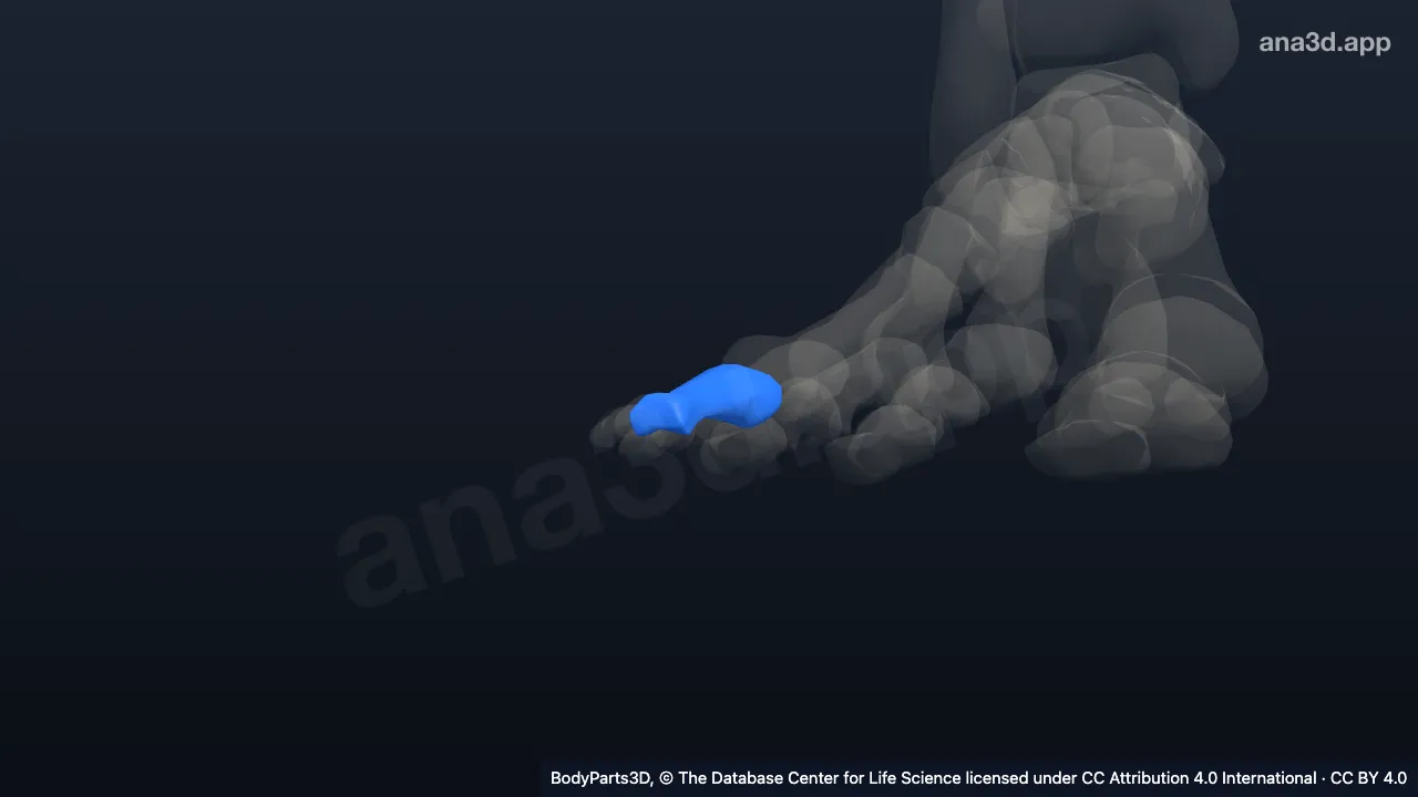 3D model: proximal phalanx of right little toe
