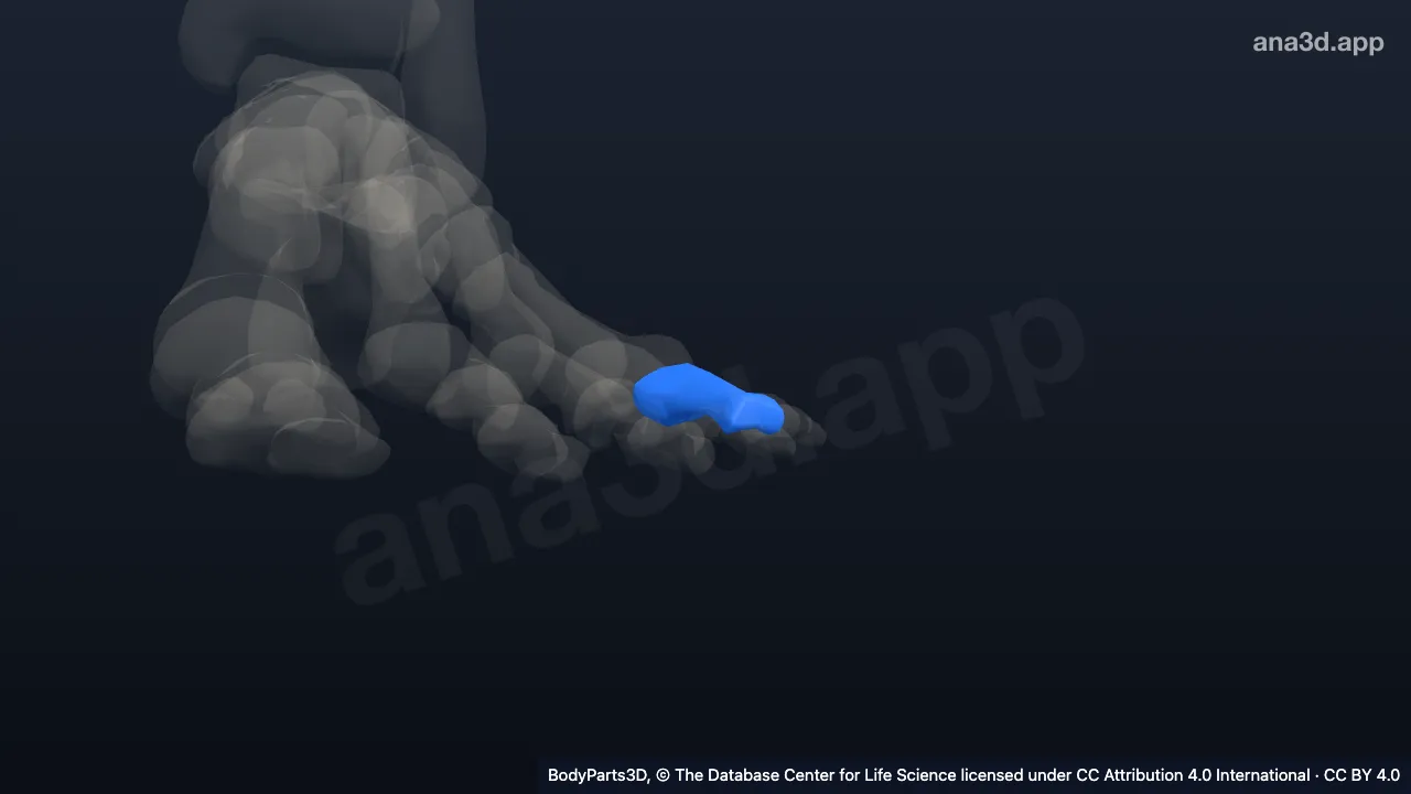 3D model: proximal phalanx of left little toe