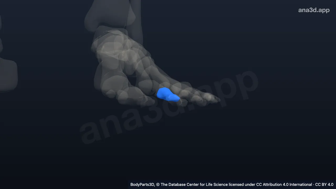 3D model: middle phalanx of left second toe