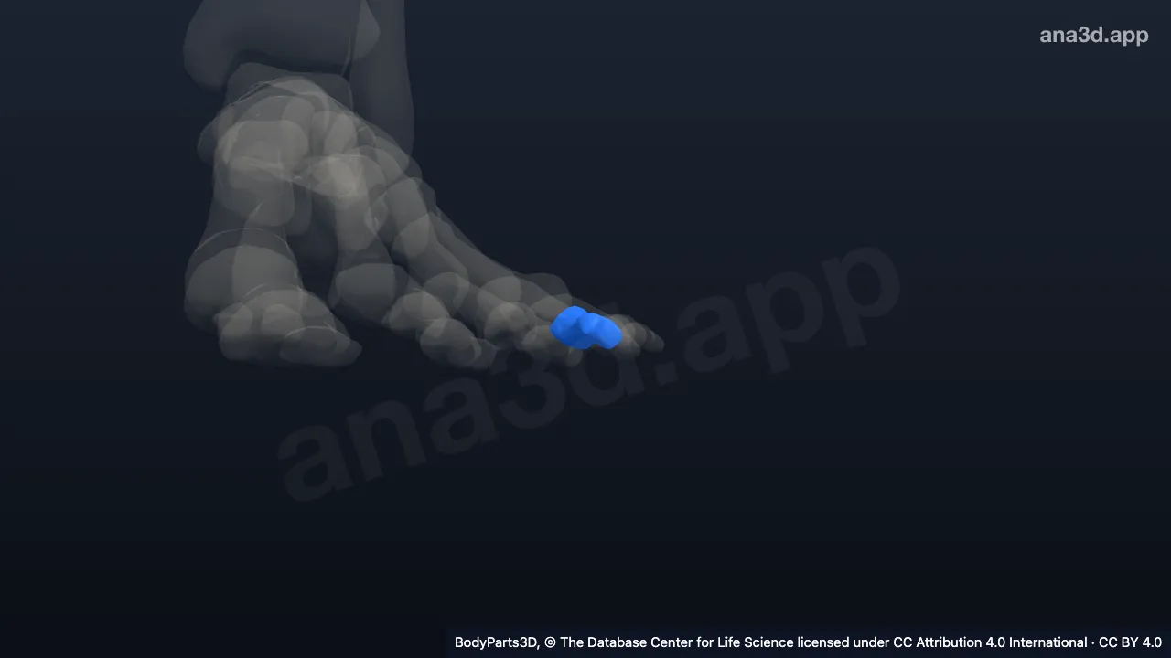 Model 3D: Falang media jari kaki ke-4 kiri