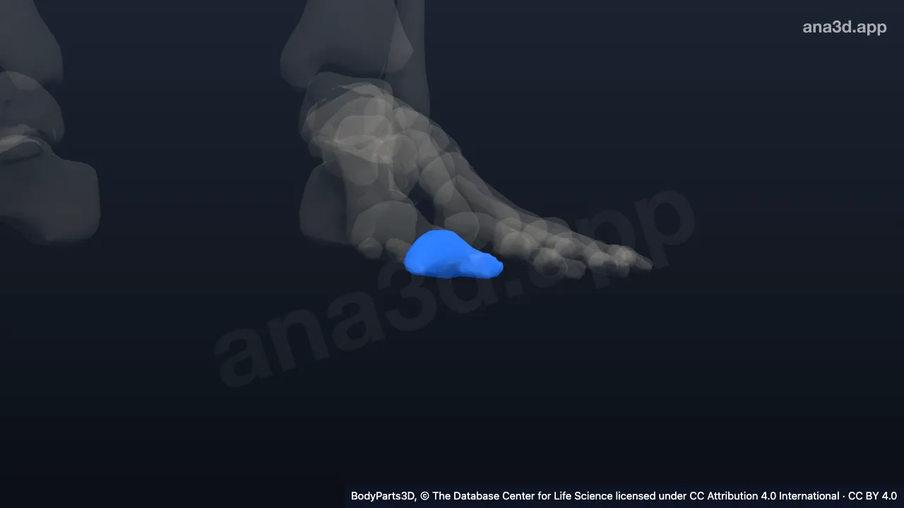 3D model: distal phalanx of left big toe