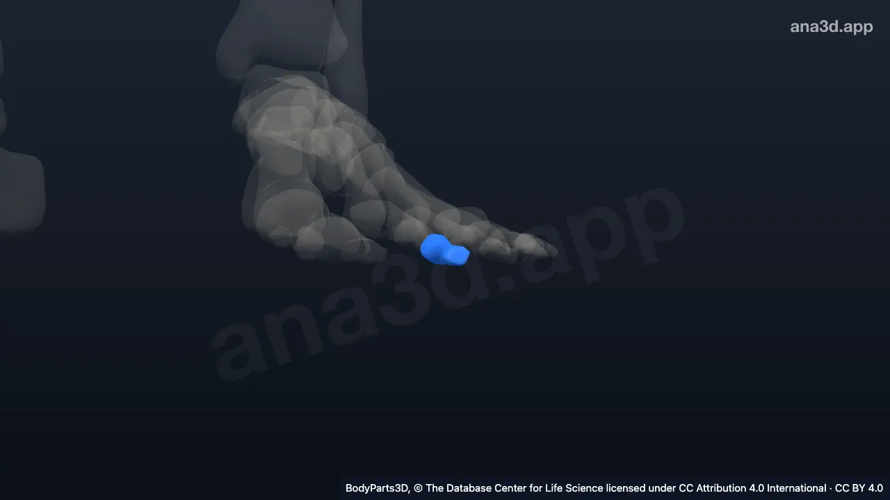 Modelo 3D: Falange distal do segundo dedo do pé esquerdo