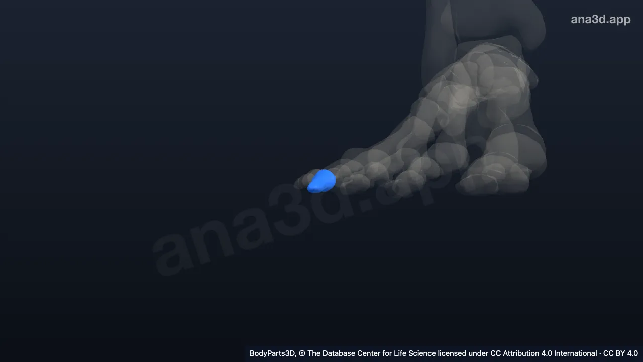 Modelo 3D: Falange distal do quarto dedo do pé direito