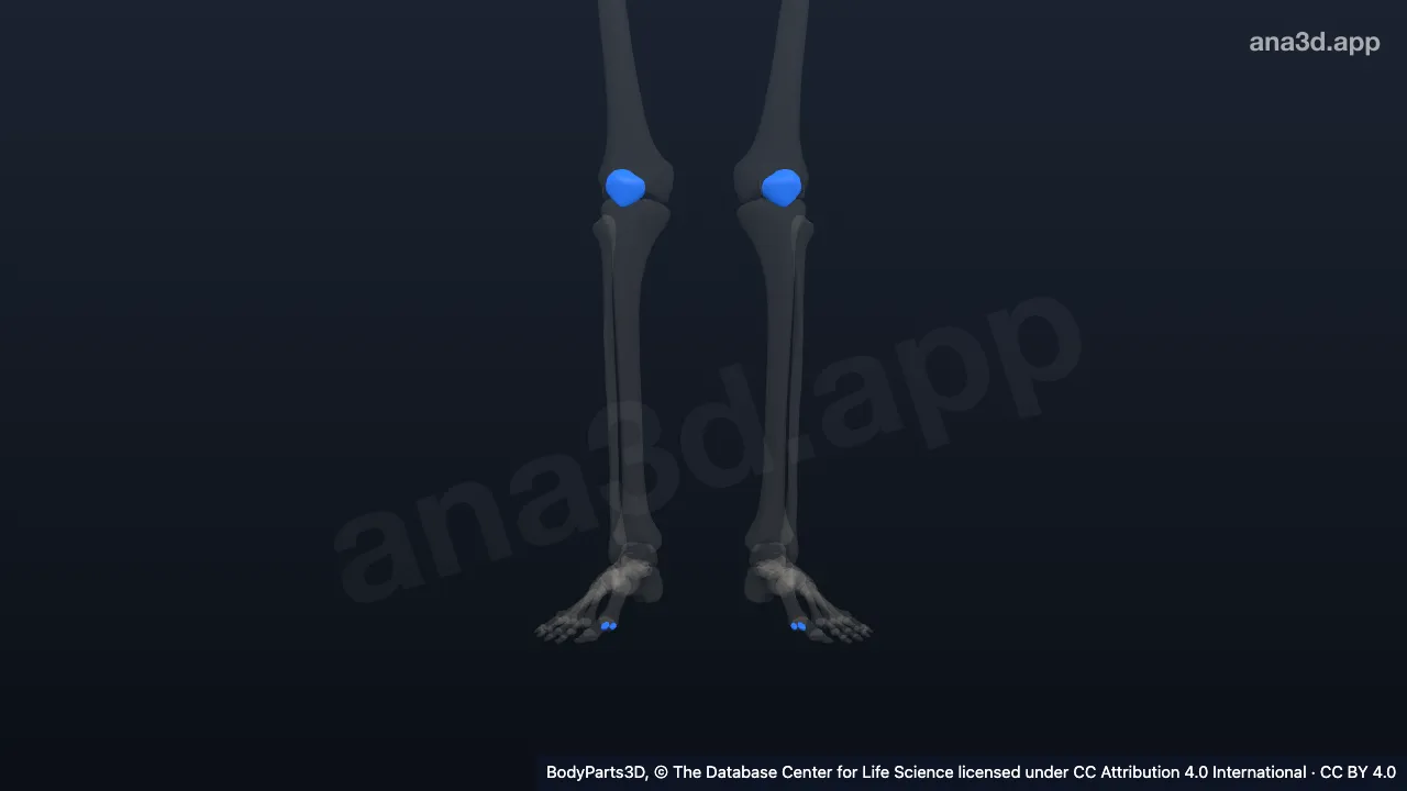 3D model: sesamoid bone