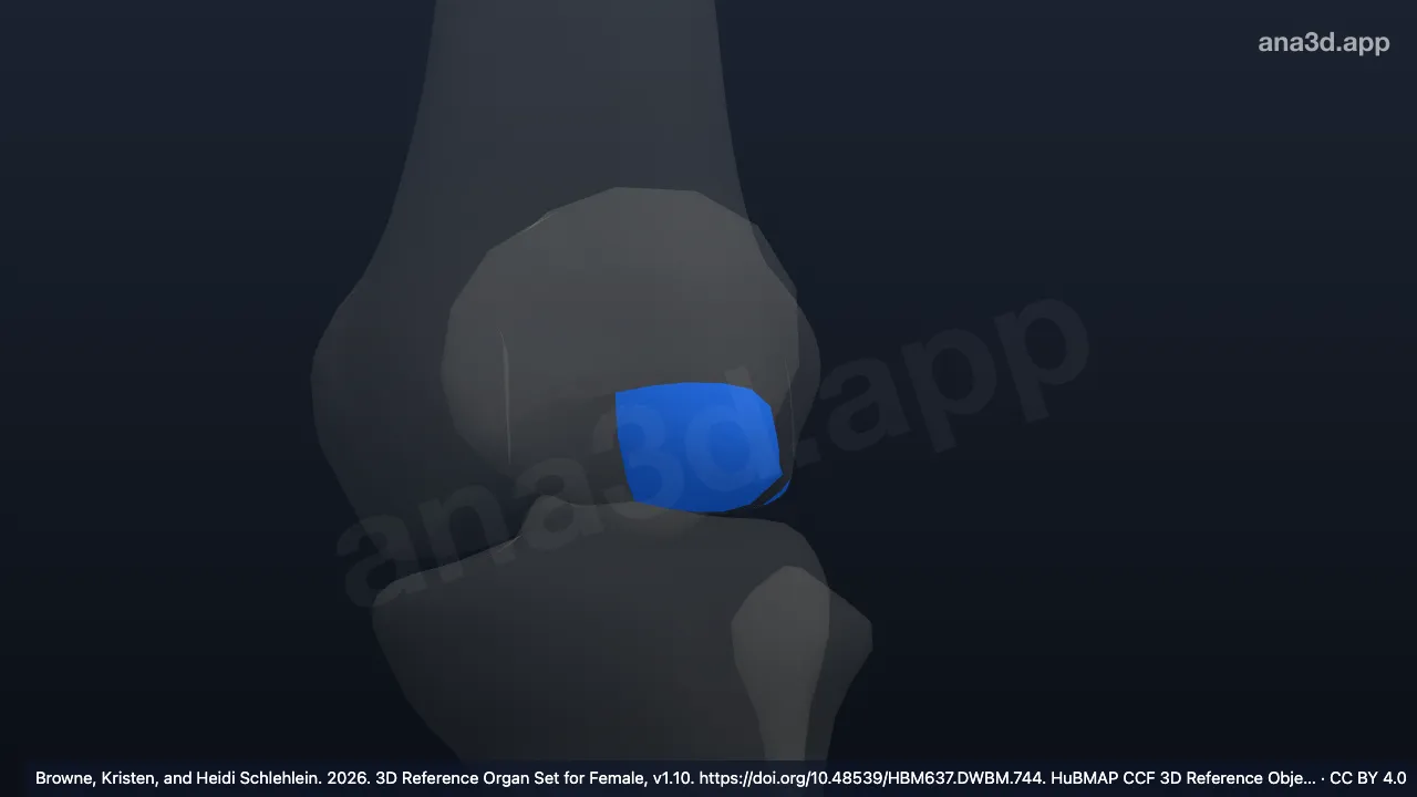 3D-Modell: Condylus lateralis des linken Oberschenkelknochens