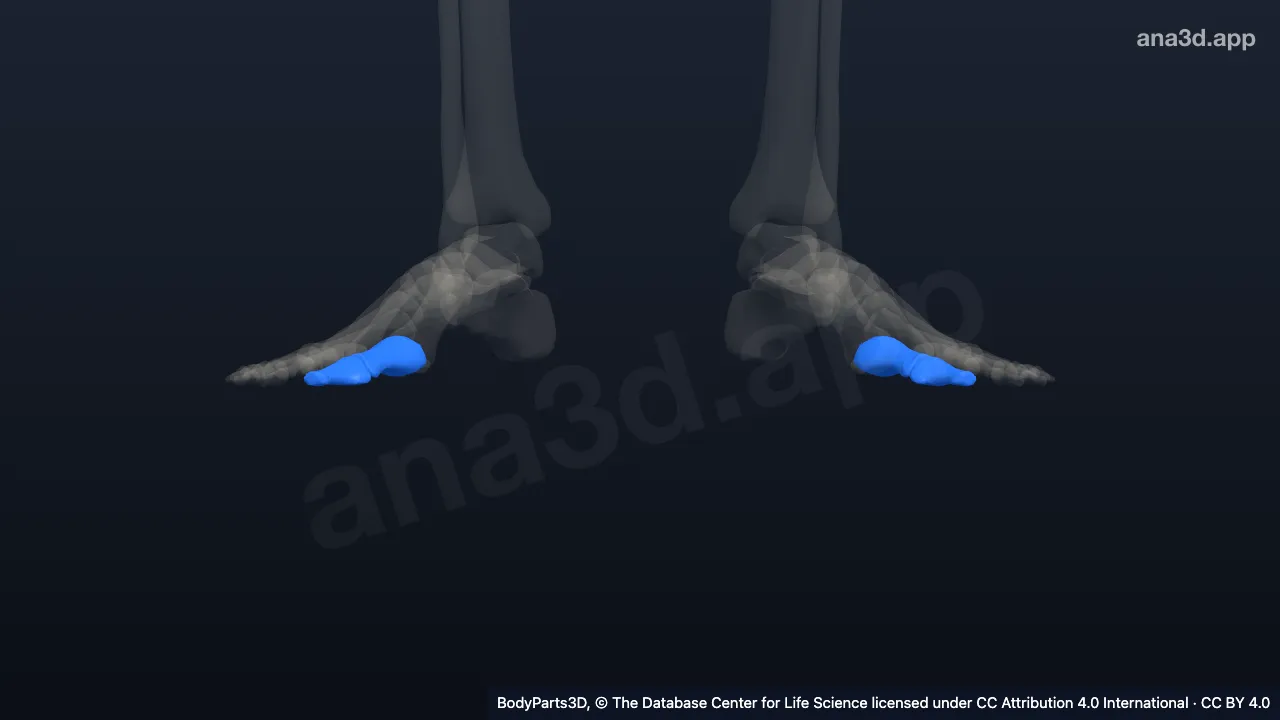 Modelo 3D: Falange do hálux