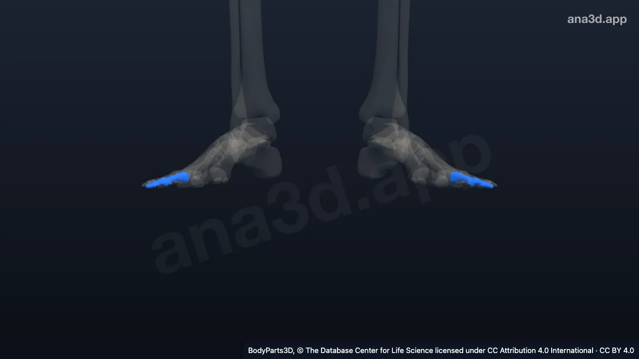 Modelo 3D: Falange do terceiro dedo do pé