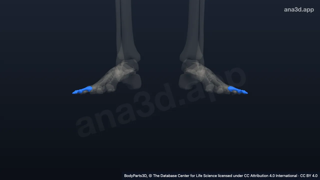 3D model: phalanx of fourth toe