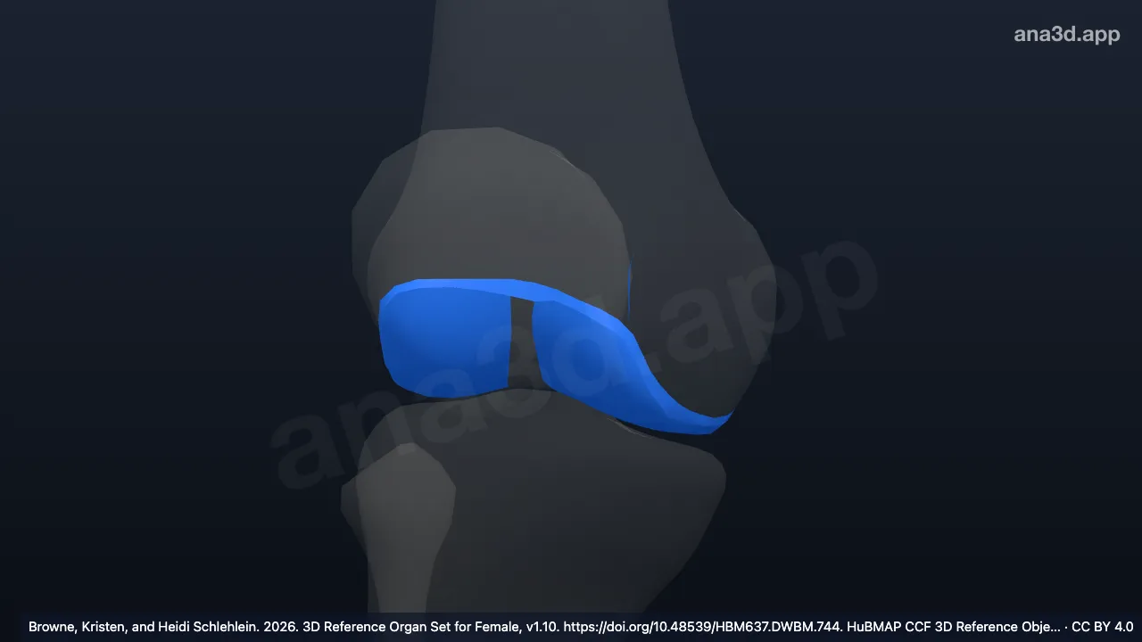Modelo 3D: Cartílago articular de la epífisis distal del fémur derecho