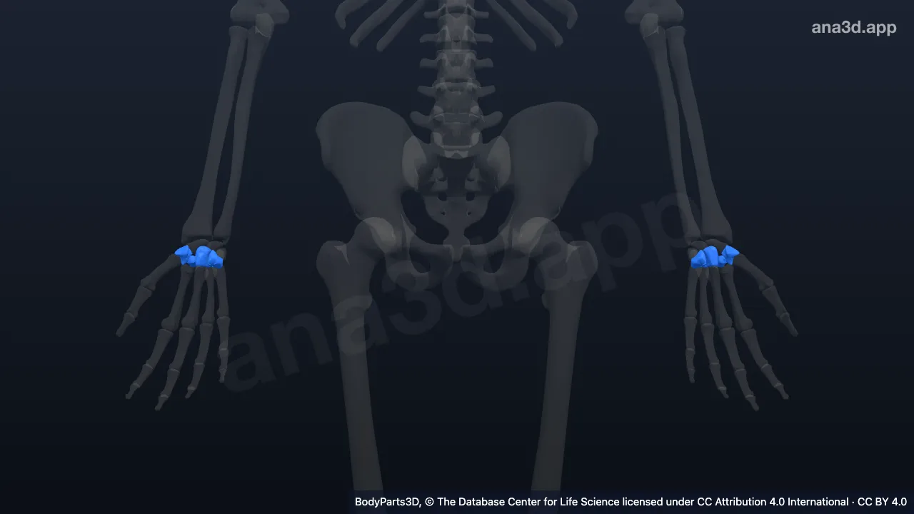 3D model: distal carpal bone