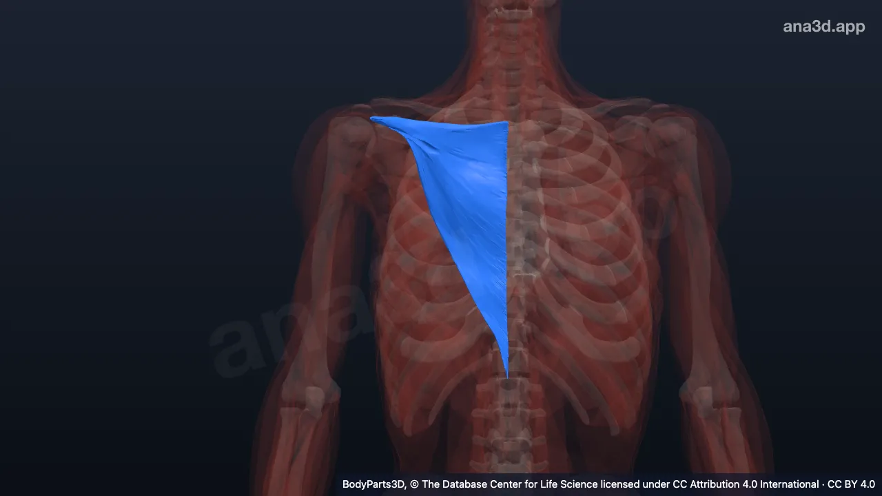 3D model: ascending part of right trapezius