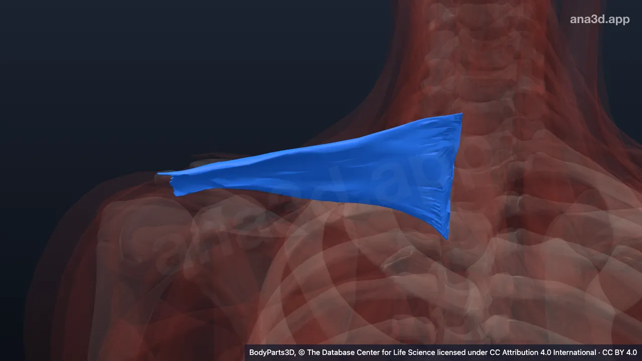 3D model: transverse part of right trapezius