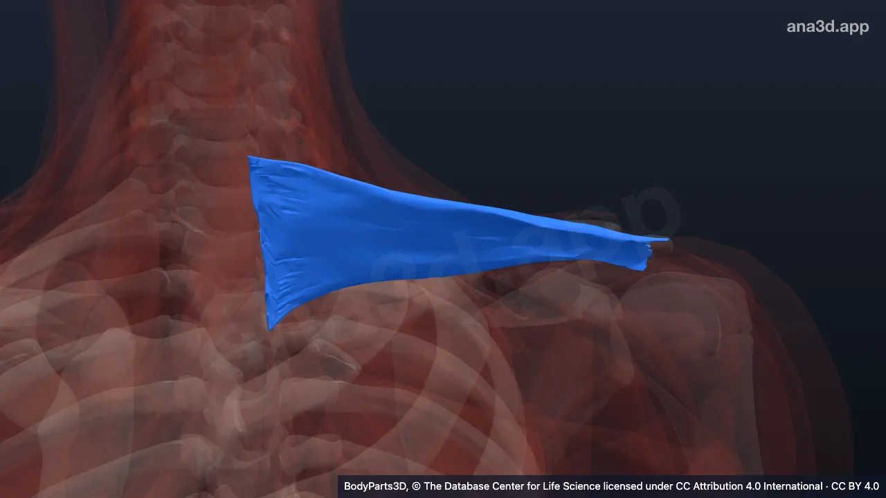 Model 3D: Bagian transversa otot trapezius kiri