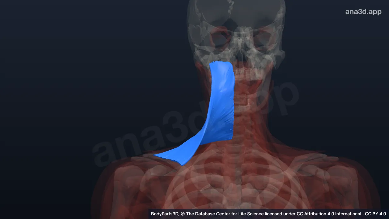 Model 3D: Bagian desendens otot trapezius kanan