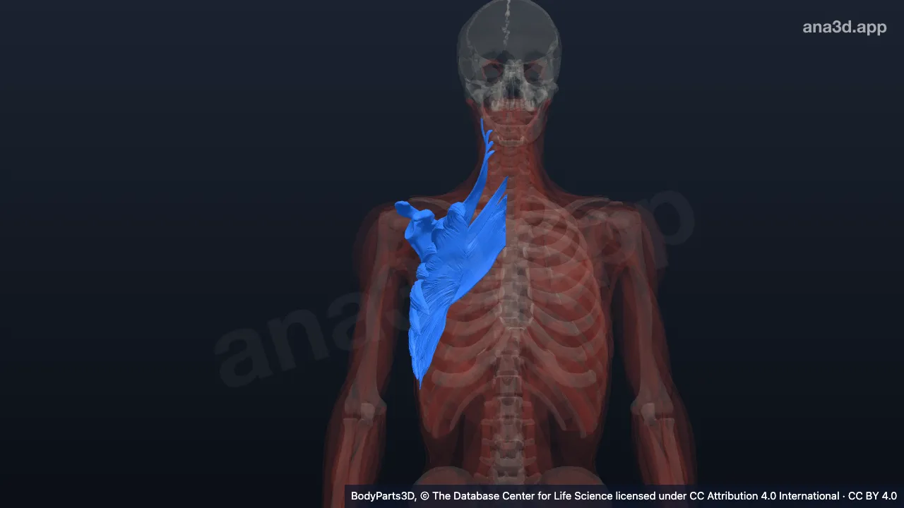 Modelo 3D: Parte escapular do cíngulo do membro superior direito
