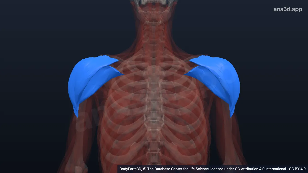 3D model: zone of deltoid