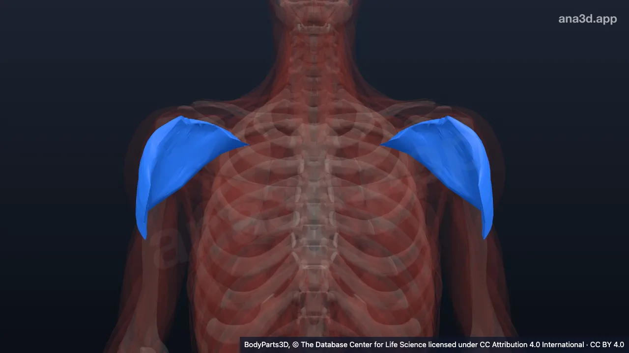 3D-Modell: Pars spinalis des Musculus deltoideus