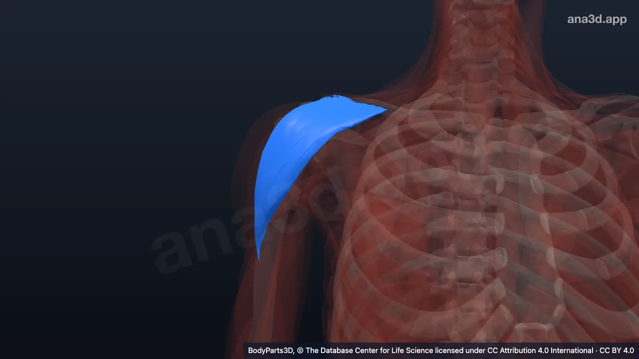 3D-Modell: Pars clavicularis des rechten Musculus deltoideus