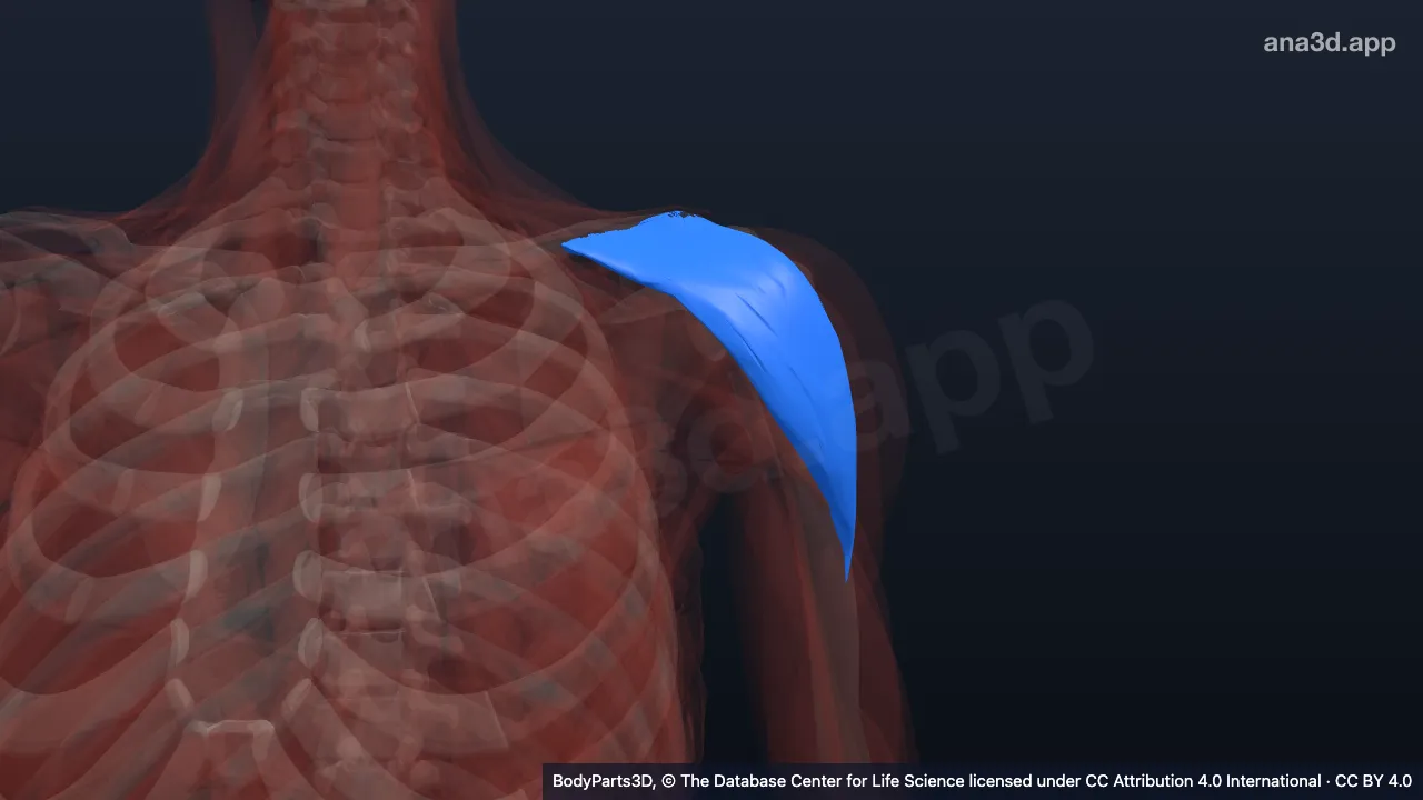 3D-Modell: Pars clavicularis des linken Musculus deltoideus