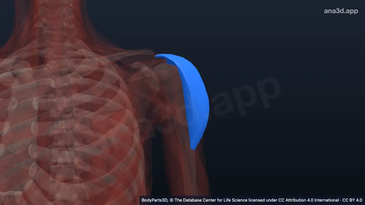 3D-Modell: Pars acromialis des linken Musculus deltoideus