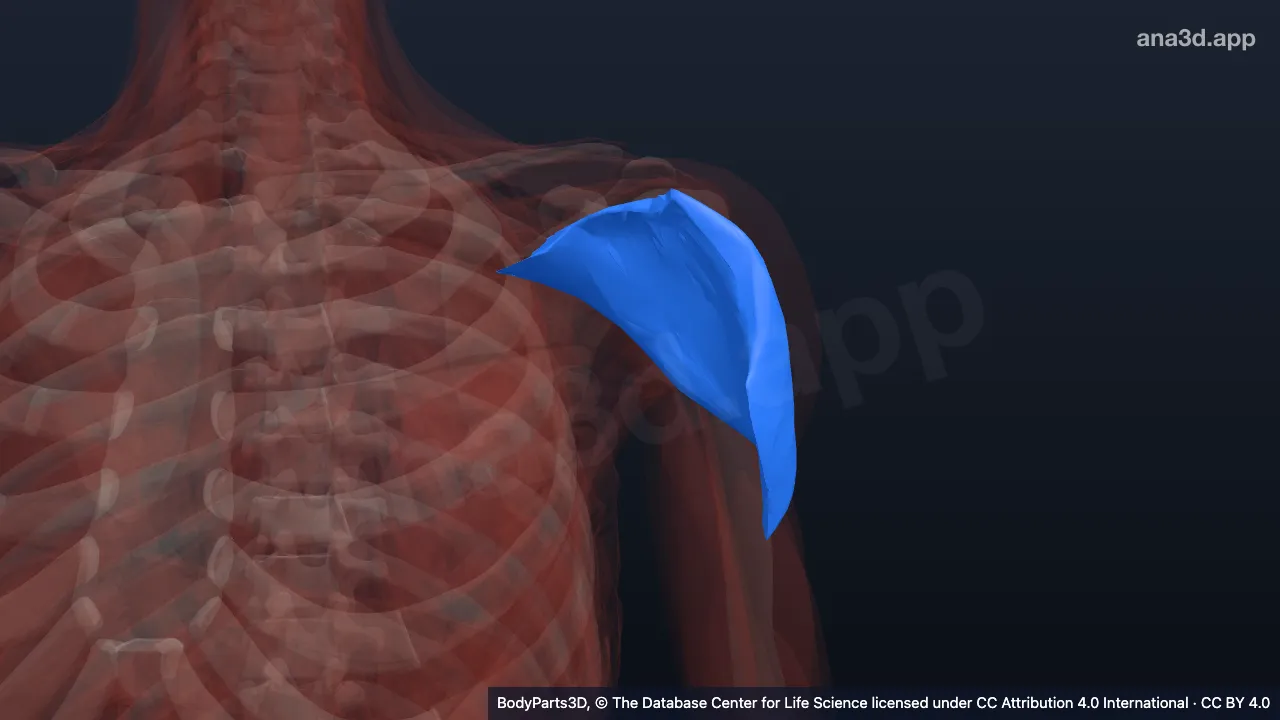 3D model: spinal part of left deltoid
