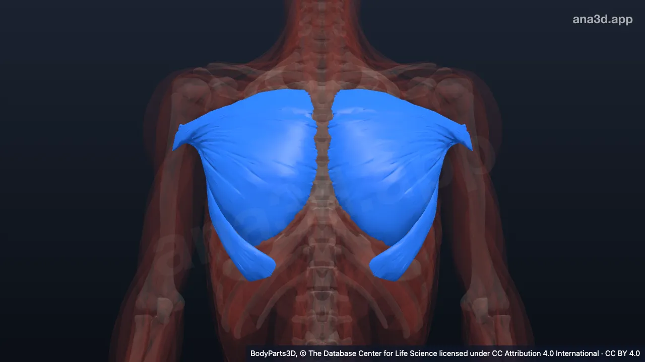 3D model: zone of pectoralis major