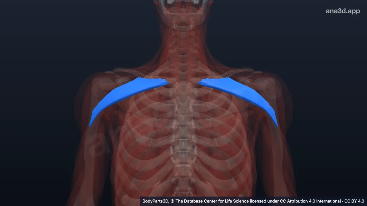 Modèle 3D : Partie claviculaire du grand pectoral