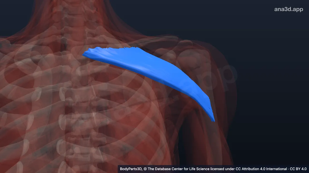 Mô hình 3D: Phần đòn của cơ ngực lớn trái