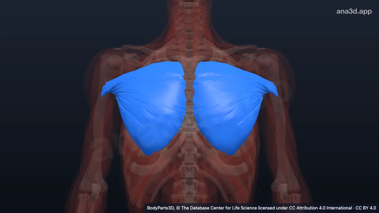 3D model: sternocostal part of pectoralis major