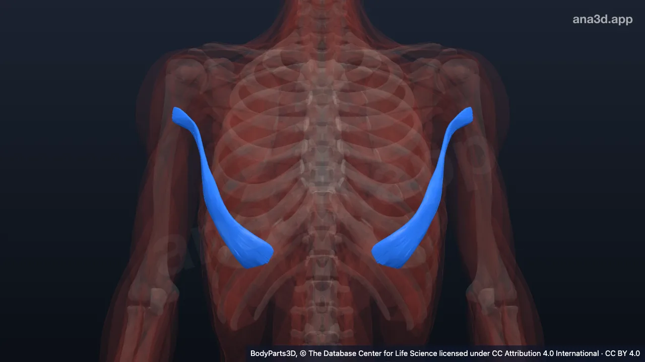 3D model: abdominal part of pectoralis major