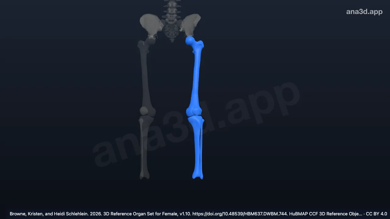 Modelo 3D: Articulación de la rodilla izquierda
