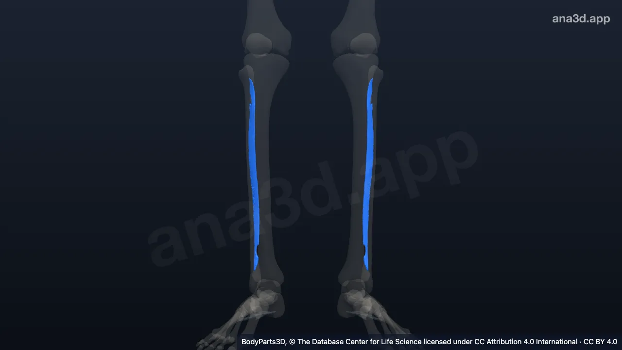 Modèle 3D : membrane interosseuse de la jambe
