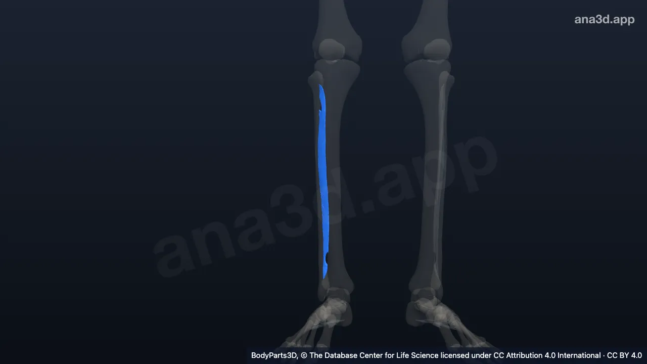 3D model: interosseous membrane of right leg