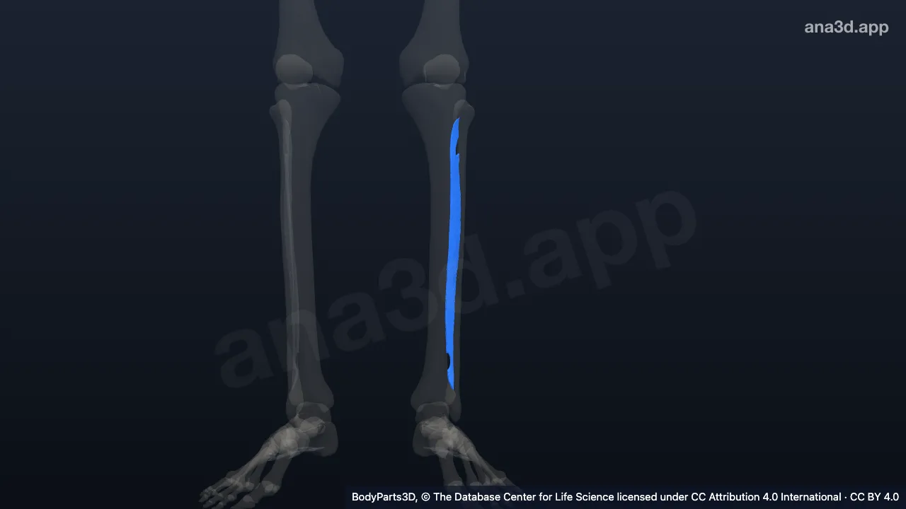 3D model: interosseous membrane of left leg